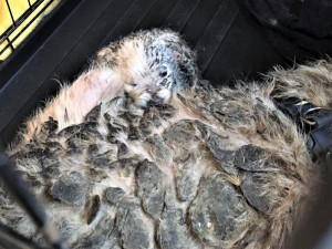 FOTO | VIDEO: Ženy měly v rodinném domě ve Dvoře Králové přes čtyřicet psů. Ti žili ve vlastních výkalech a živili se zbytky