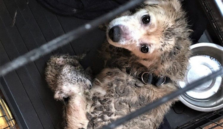 Zanedbaní psi z chovu