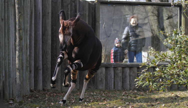 Safari Park oslaví Světový den okapi. Poprvé v historii bez návštěvníků, pouze online