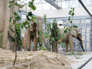 Dvorská zoo se rozroste o třetí slonici. Z Vídně by měla dorazit během zítřka