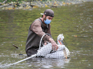 FOTO: Mezi stromy i ve vodě. Odchyt pelikánů dal ošetřovatelům zoologické zahrady opět zabrat