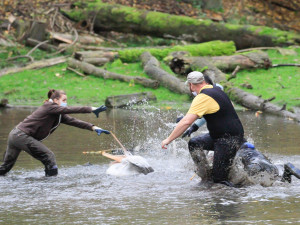 FOTO: Mezi stromy i ve vodě. Odchyt pelikánů dal ošetřovatelům zoologické zahrady opět zabrat