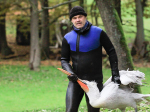 FOTO: Mezi stromy i ve vodě. Odchyt pelikánů dal ošetřovatelům zoologické zahrady opět zabrat