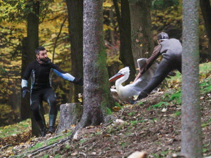 FOTO: Mezi stromy i ve vodě. Odchyt pelikánů dal ošetřovatelům zoologické zahrady opět zabrat