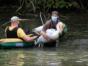 FOTO: Mezi stromy i ve vodě. Odchyt pelikánů dal ošetřovatelům zoologické zahrady opět zabrat