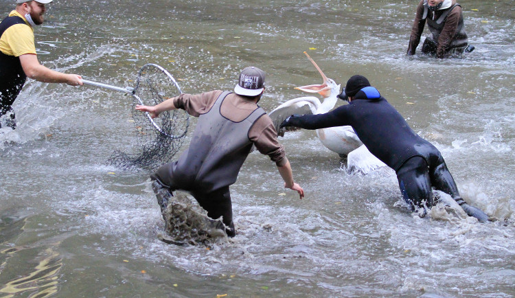 FOTO: Mezi stromy i ve vodě. Odchyt pelikánů dal ošetřovatelům zoologické zahrady opět zabrat
