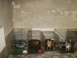 Policie zabavila majitelce sedm desítek psů. Zvířata žila v otřesných podmínkách