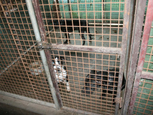 Policie zabavila majitelce sedm desítek psů. Zvířata žila v otřesných podmínkách