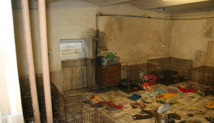 Policie zabavila majitelce sedm desítek psů. Zvířata žila v otřesných podmínkách