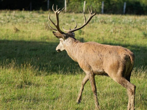 Hradecké lesy mají nového obyvatele – jelena evropského