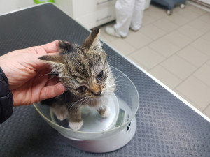 Strážníci v Hradci Králové odložili kotě. Majitelka útulku tvrdí, že je to týrání. Podle policie se postupovalo dle pravidel