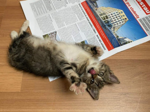 Strážníci v Hradci Králové odložili kotě. Majitelka útulku tvrdí, že je to týrání. Policie však postupovala podle pravidel