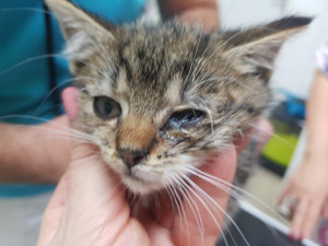 Strážníci v Hradci Králové odložili kotě. Majitelka útulku tvrdí, že je to týrání. Policie však postupovala podle pravidel