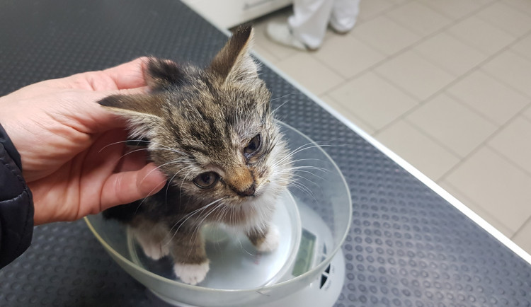 Strážníci v Hradci Králové odložili kotě. Majitelka útulku tvrdí, že je to týrání. Policie však postupovala podle pravidel