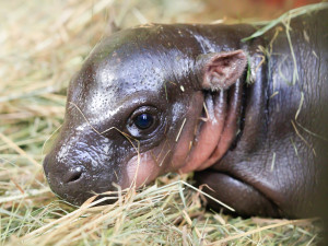 Po 15 letech se v Safari Parku narodilo mládě ohroženého hrošíka liberijského
