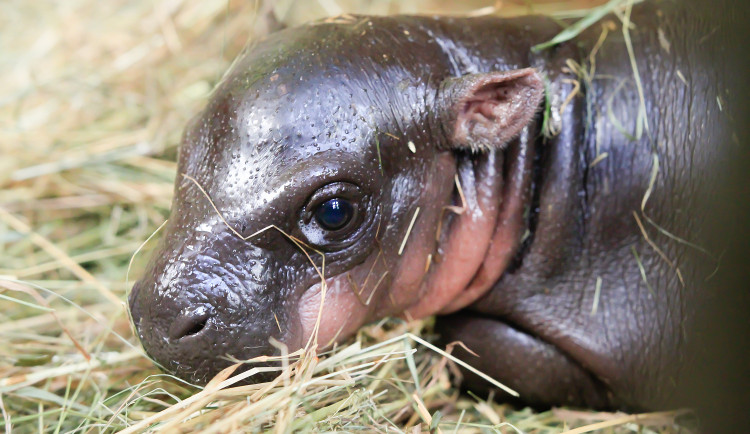 Po 15 letech se v Safari Parku narodilo mládě ohroženého hrošíka liberijského