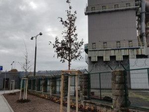 Vysazené stromy v Heydukově ulici