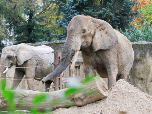 FOTO: Slonice z Rakouska se má v Safari Parku čile k světu. Pomalu si zvyká na nové prostředí