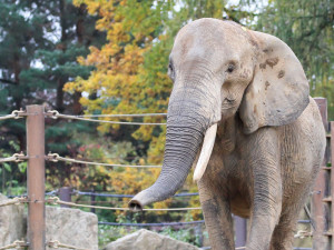 Slonice z Rakouska se má v Safari Parku čile k světu. Zvyká si na nové prostředí a už chodí ven