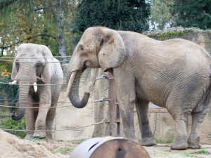 Slonice z Rakouska se má v Safari Parku čile k světu. Zvyká si na nové prostředí a už chodí ven