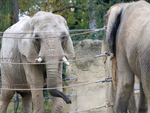 Slonice z Rakouska se má v Safari Parku čile k světu. Zvyká si na nové prostředí a už chodí ven