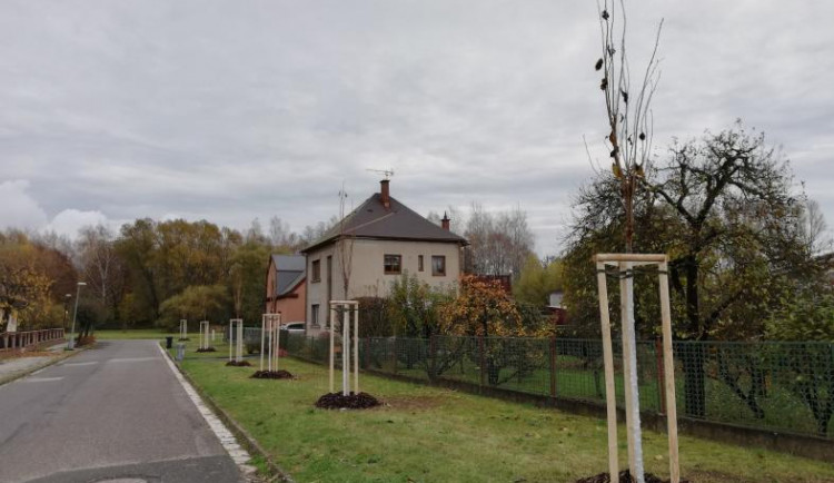 Vysazené stromy v Heydukově ulici