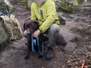 Hasiči společně se záchranáři a horolezci zachraňovali psa ve skalách na Broumovsku