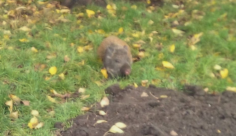 Hradcem se potulovalo malé vietnamské prasátko