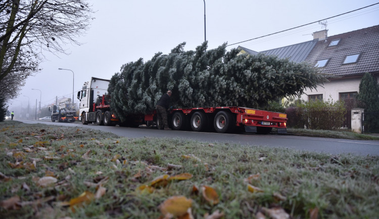 Na Velkém náměstí v Hradci Králové stojí vánoční strom. Rozsvítí se v neděli