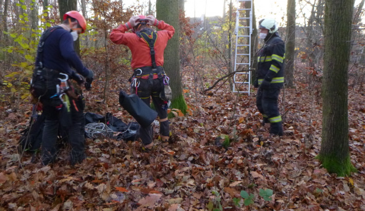 Vyplašený kocour vylezl na 18 metrů vysoký strom. Dolu ho dostal speciálně vycvičený hasič