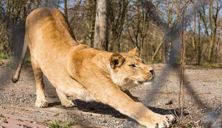 Zítra otevírá Safari Park ve Dvoře Králové. Návštěvníci konečně uvidí nové přírůstky