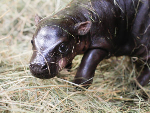 Hrošík liberijský v safari parku