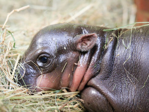 Hrošík liberijský v safari parku