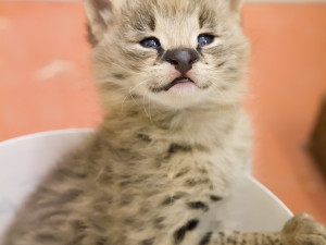 Mládě servalasafari park se zítra otevře návštěvníkům, ve kterém uvidí i nové přírůstky. Na vstupném zaplatí méně
