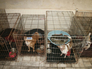 Sedm desítek týraných psů získalo město. Hradecký útulek je nabídne veřejnosti