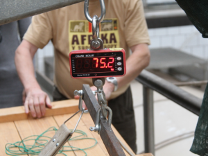 Samice vzácného krokodýla štítnatého