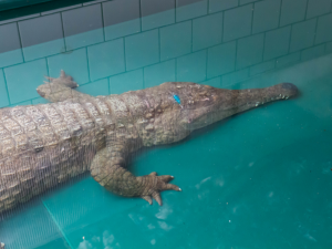 Samice vzácného krokodýla štítnatého