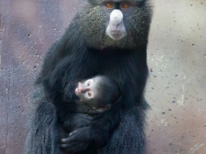 Kočkodan bělonosý v Safari parku ve Dvoře Králové nad Labem