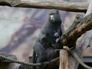 Kočkodan bělonosý v Safari parku ve Dvoře Králové nad Labem