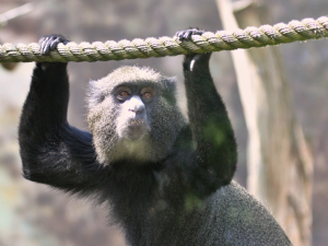 Kočkodan bělonosý v Safari parku ve Dvoře Králové nad Labem