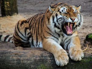 Žena na Pardubicku si chtěla pohladit tygra, přišla o ruku. Se zraněním skončila v hradecké nemocnici