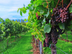 Na kopci Zebín u Jičína by mohl vyrůst vinohrad, třetí v kraji