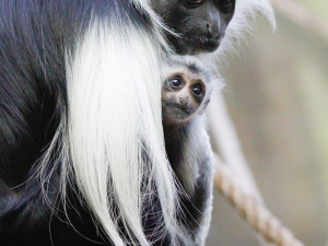 Safari Park během pandemie přišel o 30 milionů korun. I tak se letos narodilo 630 mláďat