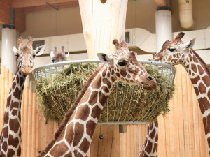 Safari Park během pandemie přišel o 30 milionů korun. I tak se letos narodilo 630 mláďat