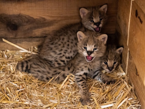 Lukas Pavlacik.wildlife-photo.cz
