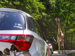 Safari Park během pandemie přišel o 30 milionů korun. I tak se letos narodilo 630 mláďat
