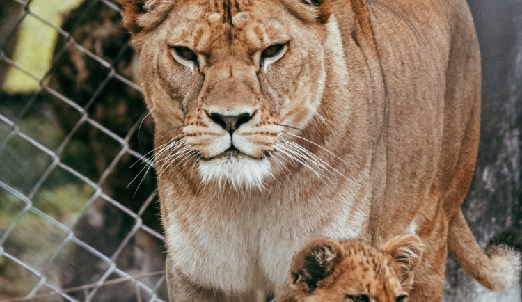 Safari Park během pandemie přišel o 30 milionů korun. I tak se letos narodilo 630 mláďat