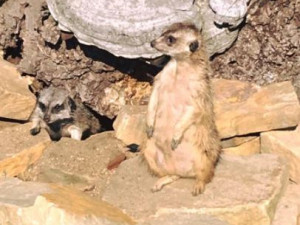 Silvestrovské oslavy nepřežilo mládě surikaty v ZOOPARKU Stěžery