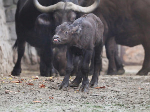 V Safari Parku se narodilo první mládě roku 2021. Je jím samec buvola kaferského