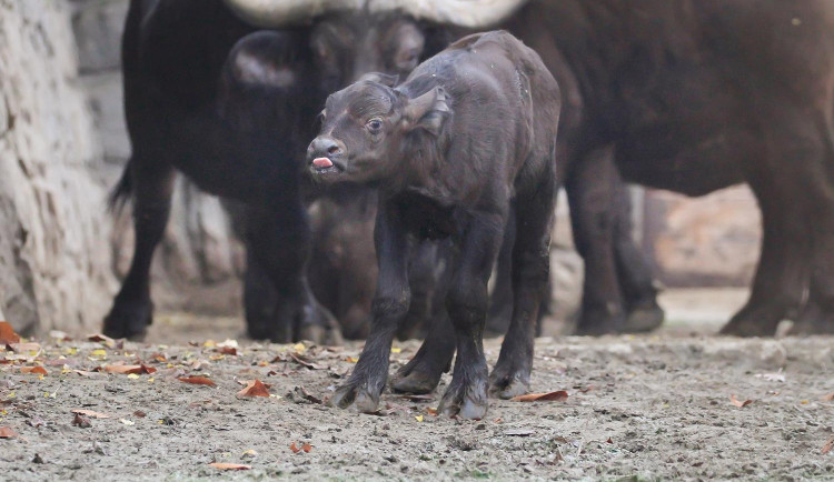 V Safari Parku se narodilo první mládě roku 2021. Je jím samec buvola kaferského